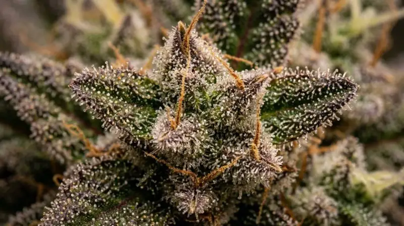 Indica vs Sativa vs Hybrid