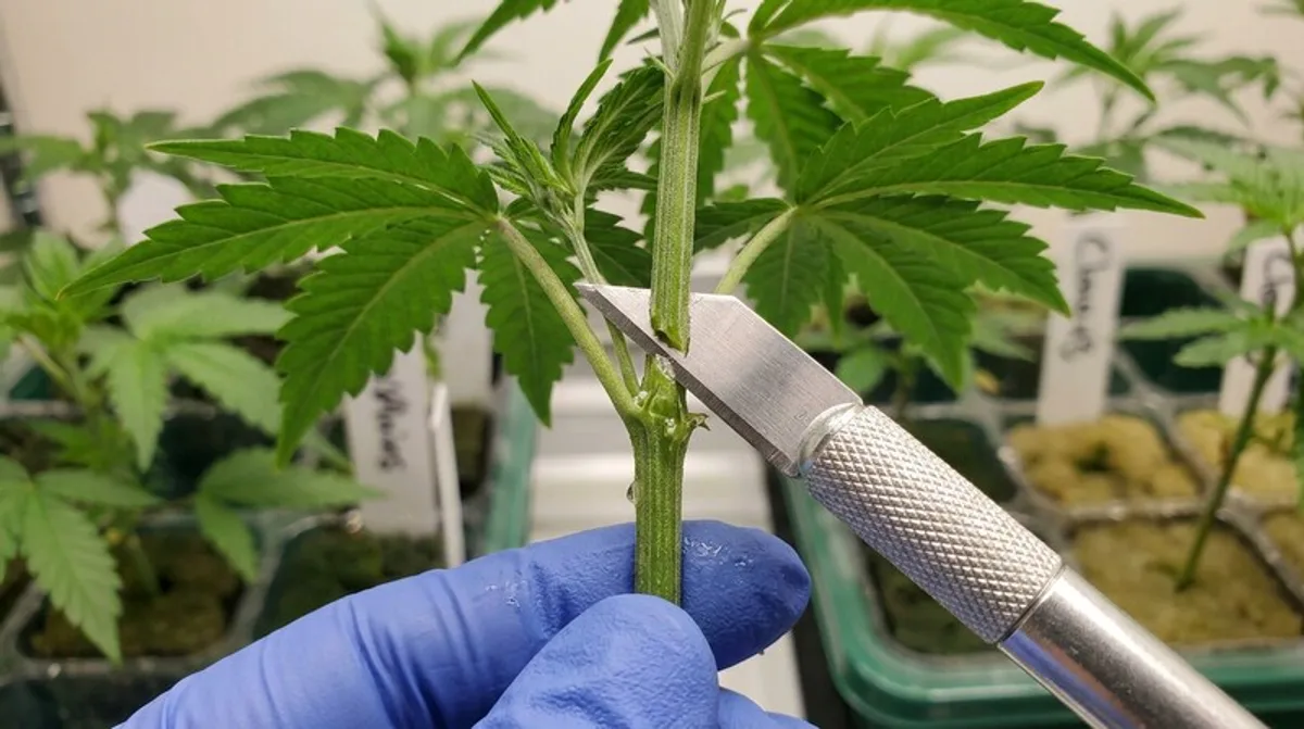 Close-up of a blade making a clean cut on a cannabis stem during lollipopping