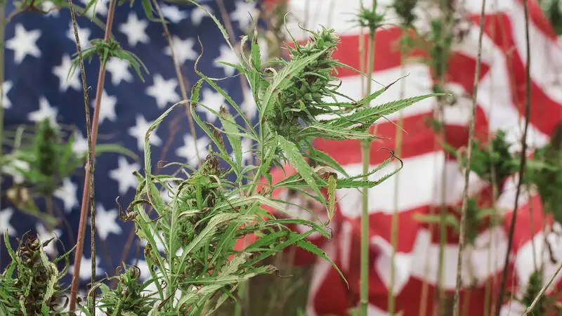 California cannabis laws
