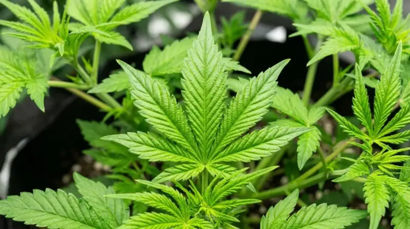 Cannabis vegetative stage