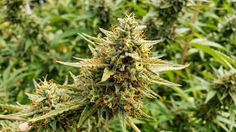 Pineapple Express