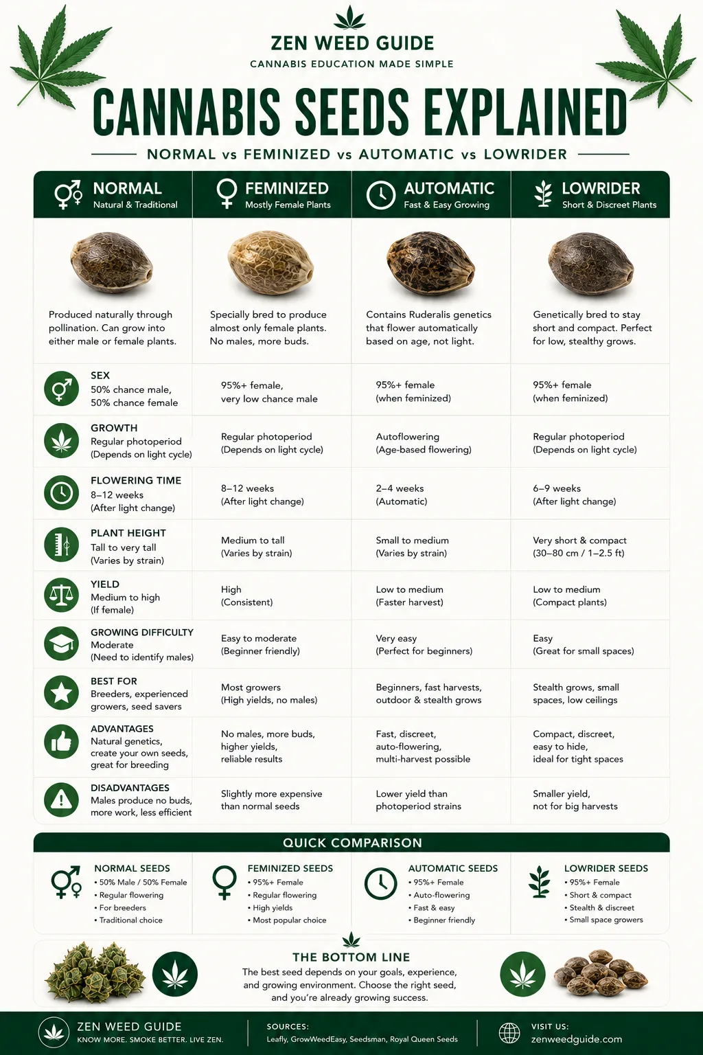 Cannabis seeds explained infographic comparing regular, feminized, autoflower, and lowrider seed types