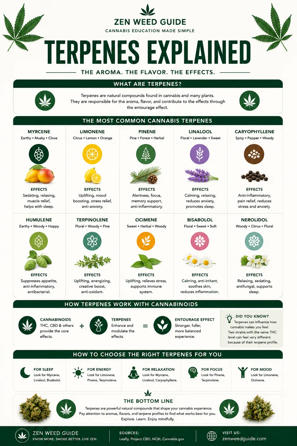 Cannabis terpenes explained infographic showing 10 terpenes with aroma, effects, and strains where they appear
