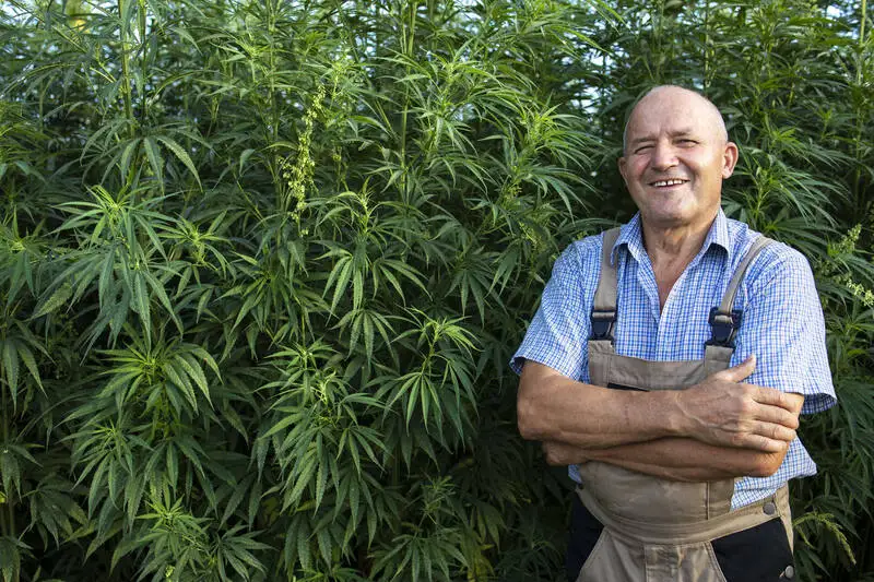 Cannabis farmer thumbs up employment jobs growth 2020